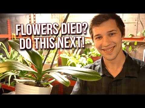 Here’s What You Should Do After Your Orchid Blooms DIE🌿