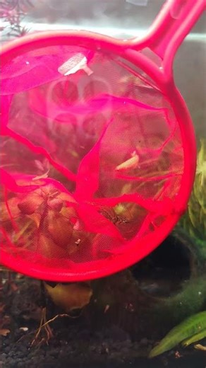 Red nose 🐽 Shrimp| #planetaquarium #fishaquarium #a4aquarium