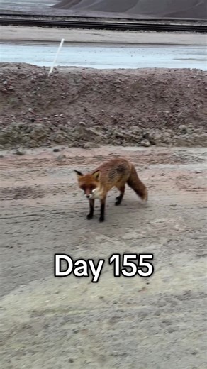 Strange Fox Behavior Observation