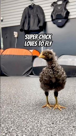 Barred Rock Chick loves to fly