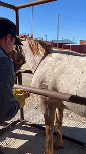 They got the seal of approval ✅ Last week we weaned and freeze branded these guys. For ranch horses, getting the brand symbolizes their role in the family, the trust they've earned, and their place in a tradition that spans generations. where ever they may end up, the brand is a reminder of where they came from. We are very proud of our program and the ranch mares that help makes these babies possible, the brand is a way to capture that and symbolize it on these ranch horses. #rabrownranch #texa