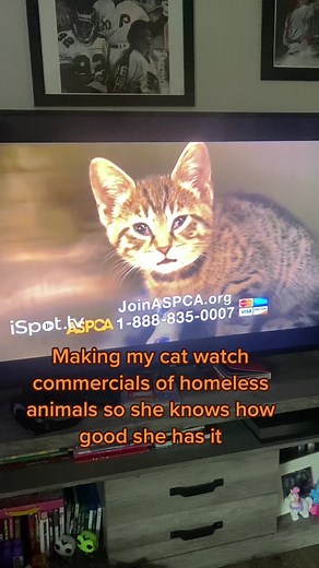 In the Arms of an Angel: Saving Unappreciated Pets