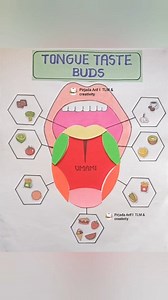Tongue taste buds project | taste buds #tongue #tastebuds #taste #kidsactivities #schoolproject #art #shorts #shortreels #viralvideo #viralpost | Anas Creativity