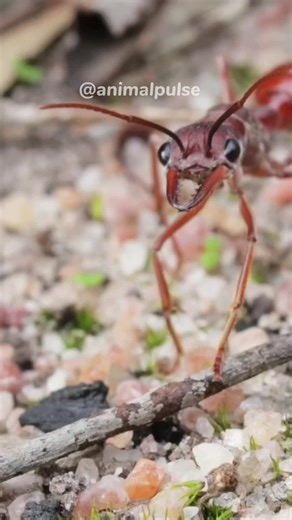 Bulldog Ant Can Kill An Adult Human Within 15 minutes #bulldogant #bullant #ant #antsoftiktok #insects #insect #inscetbite #animalpulse