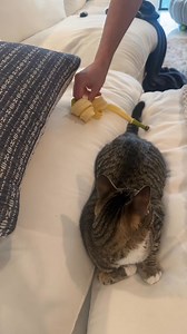 Testing cat myths 🍌 #explore #reels #cat | Cam2r