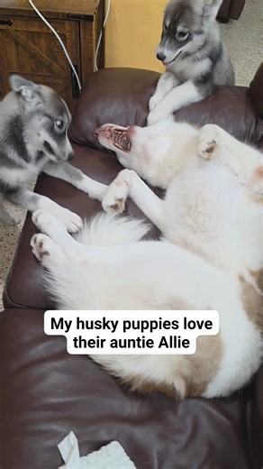 They are soooo cute 😂🥰😂 #husky #huskies #dogs #huskylovers #huskylife #huskypack #huskylove #huskypuppy #puppies #huskyvideo #siberianhusky #huskiesofinstagram #huskiesoftiktok | Fluffy Chewy Monsters