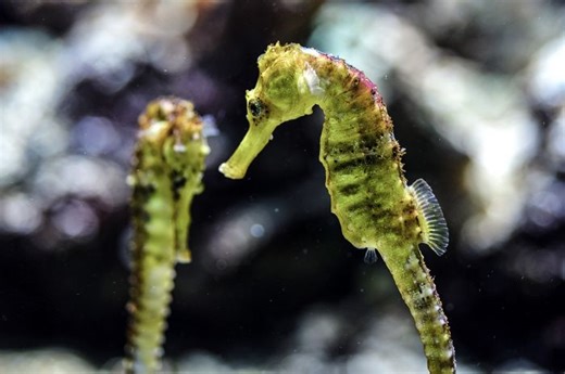 Benarkah Kuda Laut Memiliki Kemampuan Berenang yang Buruk? Ini Faktanya - Bobo