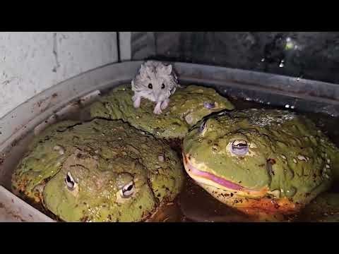 African Bullfrog Snacks On Hamster - Warning Live Feeding