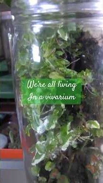 Veni, vidi, vivarium - A brief Latin Lesson