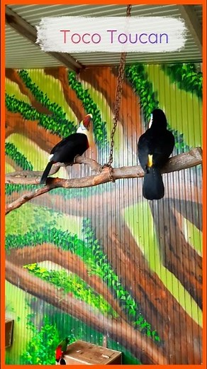 Meet the Toco Toucan: Nature's Colorful Marvel 🦜 #nature #birds #tocotoucan #india #yercaud