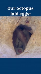 Sea-prise! Our Caribbean reef octopus laid eggs! Remember our LIVE event last week where she skipped dinner? Mystery solved! 🐙 Stay hooked for a baby boom in about 50-80 days. Small wonders on the way! 🌊 . . . #OctopusLove #NewMom #UnderwaterSurprises #SplashofCuteness #SeeTheUnseen #Octopus #Octomom #KeyWest #KeyWestAquarium #MallorySquare #ThingsToDo #ConchRepublic #Eggs #Babies #FloridaKeys #Florida #Cute #Seaprise | Key West Aquarium
