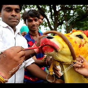 Bull and cow marriage after Bull manage to save the cow he loves | The True Love