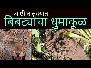 बिबट्याचा धुमाकूळ सुरूच आजही पाडळी येथे 9 वर्षाच्या मुलावर केला हल्ला l Aaj Marathi