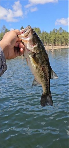 largemouth bass fishing Arizona willow springs lake #largemouthbass #fishingadventures
