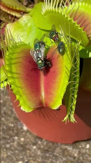 Carnivorous Plants That Eat Animals 😱 | Shocking Plant Facts
