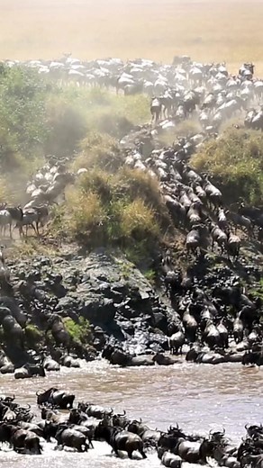 Wildebeest Migration: Journey Across African Plains
