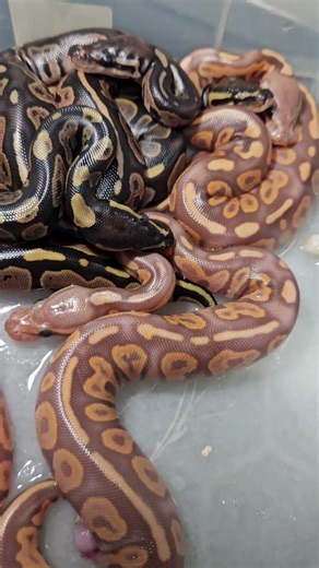 ultramel cinnamon ball python clutch #snake #reptiles #goals #pets #animals #ballpython