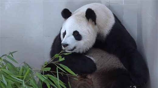 Have you ever heard a panda roar? 🐼🐾 It’s saying ‘No!’ to its breeder: No, no — I’ve had enough! 😆❌🍃 #panda #pandalovers #pandalife #animallover #animalworld | Jimu Focus