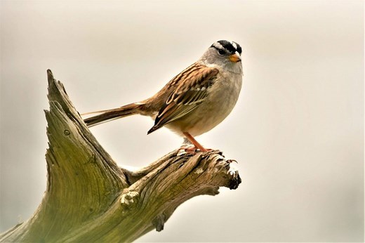 17 types of sparrow birds that you should know