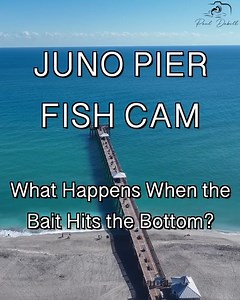 Dropping the camera rig for a peek beneath Florida's legendary Juno Pier! Watch as a variety of species, including snapper and barracuda, swim by to investigate the bait. The highlight is definitely the massive Goliath Grouper that rolls by for a closer look. Check out that hook in its mouth! It's always interesting to see the natural curiosity and behavior of these fish when a new object—like an underwater camera—enters their world. 👇 Check out the video! #JunoPier #GoliathGrouper #UnderwaterC