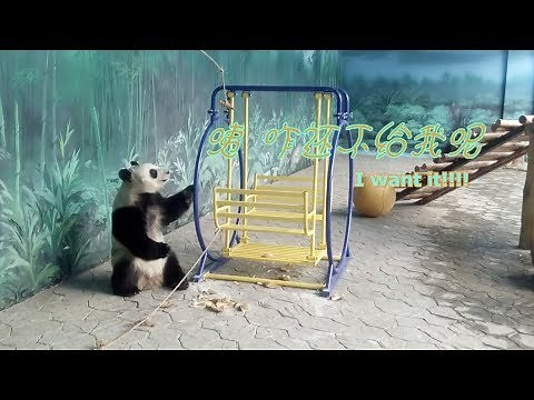 Naughty Giant Panda VS Smart Zoo Keeper! Who is Better?