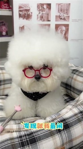 Aunt's Dream: Adopting a Charming Bichon Frise Puppy