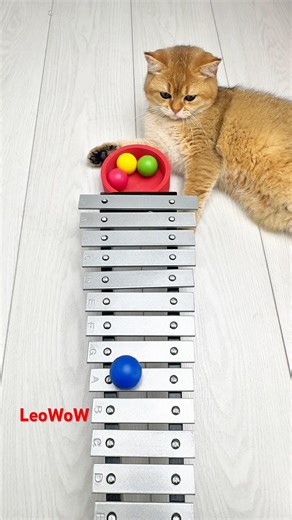 This cat's xylophone moment is pure ASMR magic ✨ #catasmr #satisfyingvideo