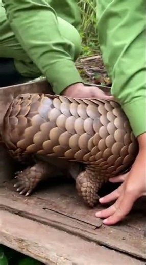 Pangolin Rescue: The Moment It Unrolls to Freedom 🥺 #animalrescue #Pangolin #WildlifeRescue