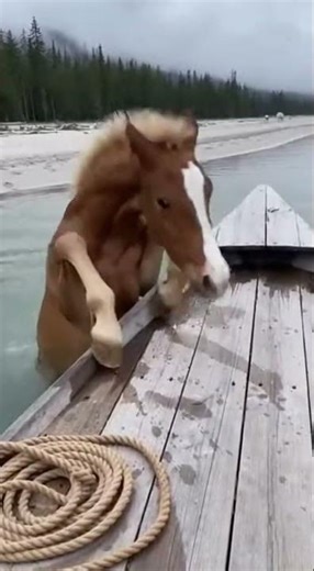 Pony Bravely Rushes Into Lake To Escape Crisis
