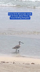 3.3K reactions · 89 shares | With more than 540 avian species calling it home, Texas is must-see destination for birders! 襁 Check out these other prime birding spots as well: Anahuac National Wildlife Refuge High Island Brazos Bend State Park Laguna Atascosa National Wildlife Refuge Lost Maples State Natural Area | Travel Texas | Facebook