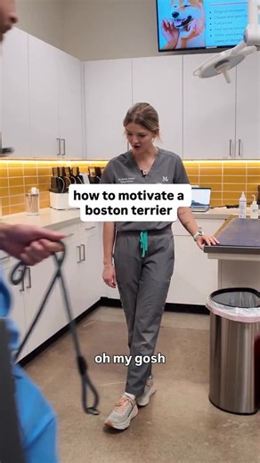 can listen to asmr boston terrier piggy snorts all day tbh | Modern Animal