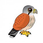 Kestrels - Kingfisher Special School