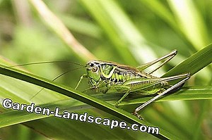 Care of the garden: Which type of grass do you prefer? | 2025