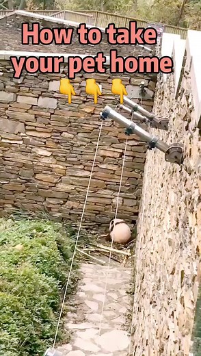 🐼 Bring panda home 🏡 #panda #gohome #pandacub #chinatour #chengdu #mypandatour