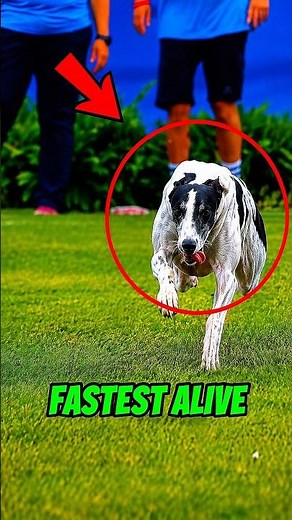 5 Fastest Dog Breeds Still Alive!! #dog #shorts #facts