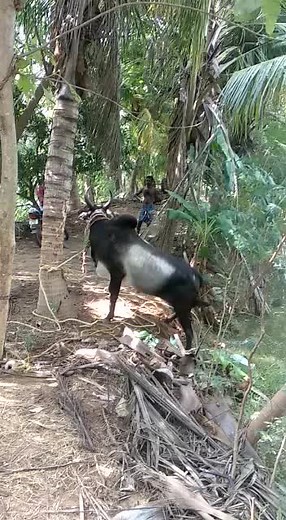marthu.kalai (@maruthu.kalai)’s videos with original sound - Mersal Suriya
