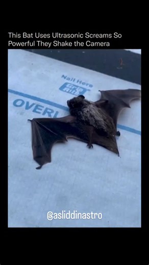 Asliddinastro 🪐 | This tiny bat is producing ultrasonic screams so intense they actually interfere with the camera sensor. Bats use echolocation — emitting... | Instagram