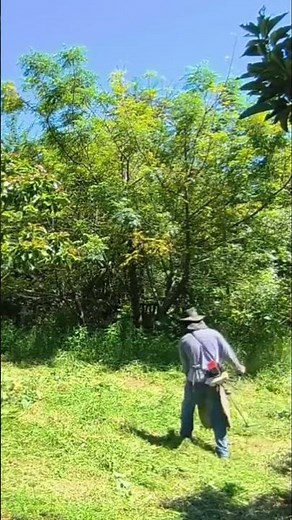 Jardinagem Roçando Mato Cortes de Grama Mudas de Flores E Frutiferas