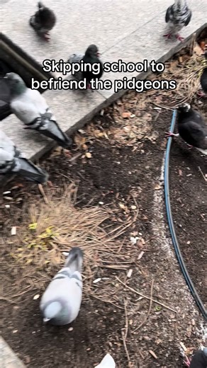 I love pidgeons 😌🎀