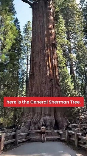 World’s Largest Trees on Earth 🌲 #facts