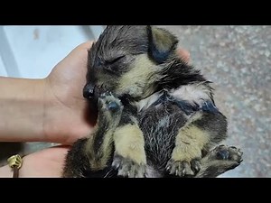 Abandoned Puppy Who Once Stopped Breathing, Witnesses the Miracle of Life in Three Months