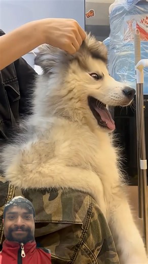 Angry Husky’s Funny Reaction 😂🐺 #shortsfeed #funny #comedy