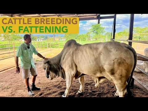Cattle Breeding: Kung Priority mo ay Kita - Wag ka sa Breeding!