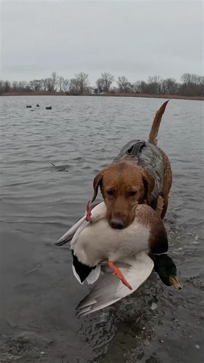 Late Season Mallards in Michigan #duckhunting #hunting #hunt #retriever #lab #hunter #birdhunting