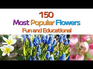 150 Most Popular and Beautiful Flowers and Blossoms; Fun and Educational