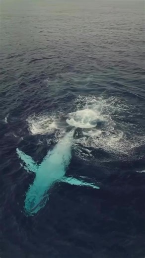 Whale watching season is in full bloom! Have you already spotted the gentle giants from our shores this year? 🐋 📹 @above_and_below_with_regz [IG] #cookislands #loveourlittleparadise #whale | Cook Islands