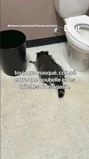 A raccoon suspected of "robbing" a liquor store in the United States ends up drunk.