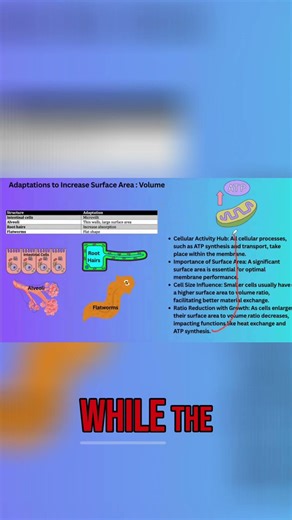Cell Size & Function: ATP, Heat Exchange & Organelles #shorts