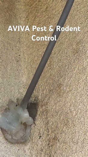 Mouse hole next to cable line.