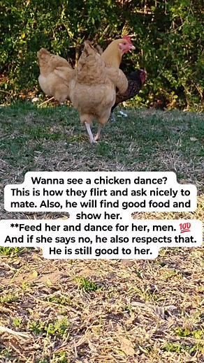 I finally caught a clear clip of this. It's called the wing dance. I think it is so cute. This little rooster is such a gentleman! I love him. #rooster #wingdance #matingdance #hobbychickens #byc #backyardchickens Wanna see a chicken dance? This is how they flirt and ask nicely to mate. Also, he will find good food and show her. **Feed her and dance for her, men. 💯 And if she says no, he also respects that. He is still good to her. | Heather Michelle Williams